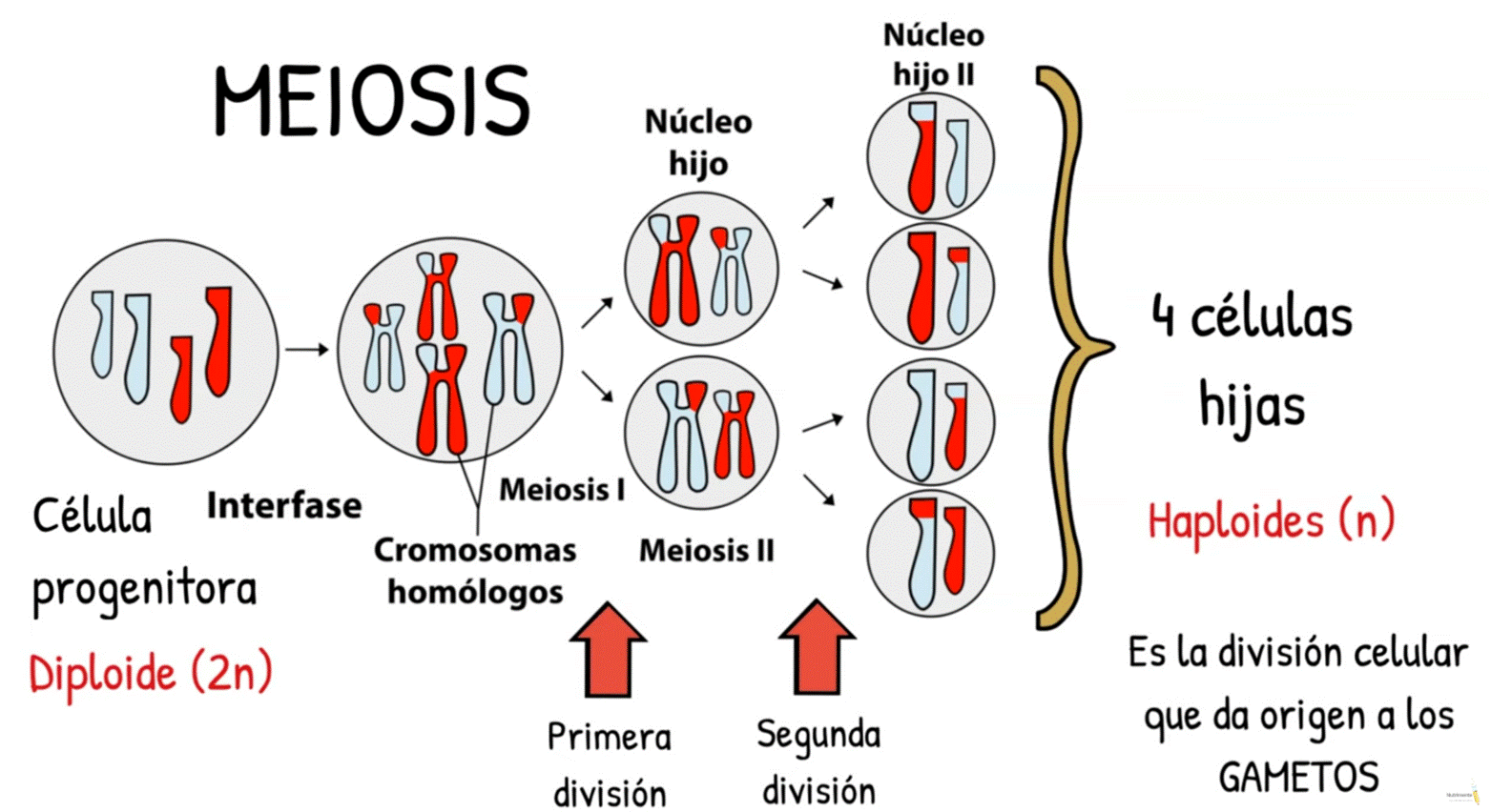 Diagrama

El contenido generado por IA puede ser incorrecto.